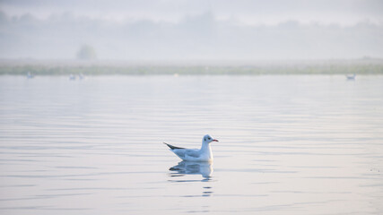 Early morning scene of Seagulls at Yamuna ghat in Delhi. Delhi tourism attraction. 