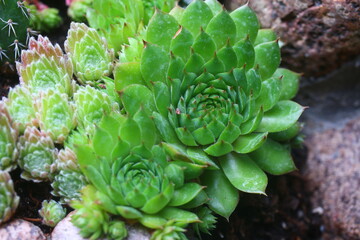 rojnik Havendijks Millenium Sempervivum