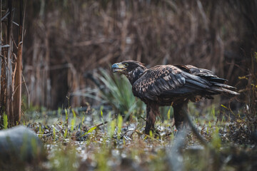 White tailed eagles (Haliaeetus albicilla) searching for food on the edge of the water surface.