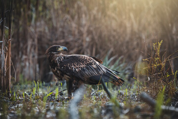 White tailed eagles (Haliaeetus albicilla) searching for food on the edge of the water surface.