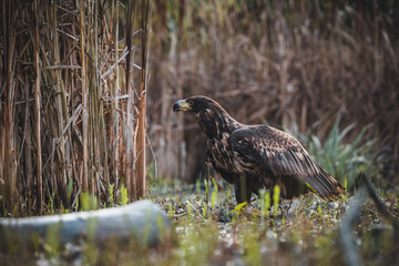 White tailed eagles (Haliaeetus albicilla) searching for food on the edge of the water surface.