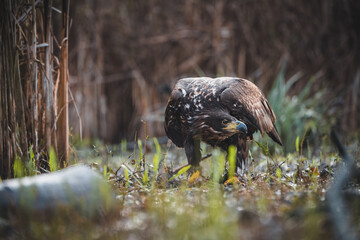 White tailed eagles (Haliaeetus albicilla) searching for food on the edge of the water surface.