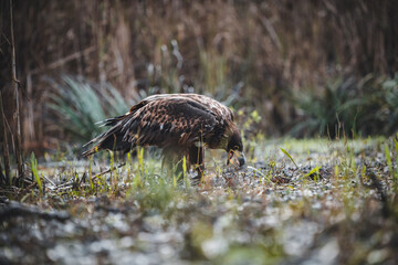 White tailed eagles (Haliaeetus albicilla) searching for food on the edge of the water surface.