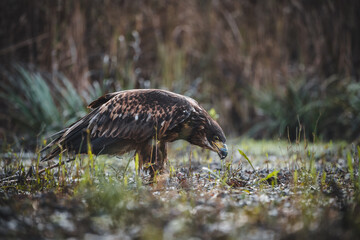 White tailed eagles (Haliaeetus albicilla) searching for food on the edge of the water surface.