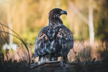 White tailed eagles (Haliaeetus albicilla) searching for food on the edge of the water surface.