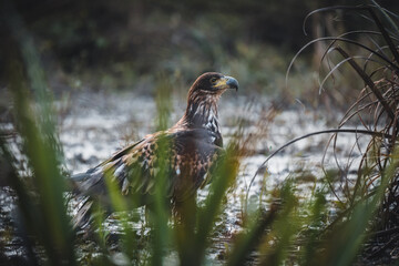 White tailed eagles (Haliaeetus albicilla) searching for food on the edge of the water surface.