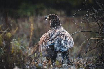 White tailed eagles (Haliaeetus albicilla) searching for food on the edge of the water surface.