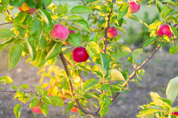 Red ripe apples on a tree in the garden. Fruit growing