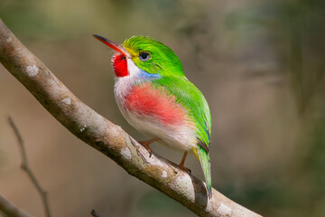 Cute cuban tody - todus multicolor perched at light brown background. Photo from Playa Larga in Cuba. Cuban tody is endemic cuban bird.