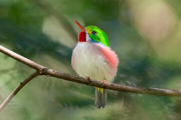 Cute cuban tody - todus multicolor perched at green background. Photo from Playa Larga in Cuba....