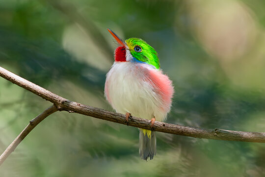 Cute cuban tody - todus multicolor perched at green background. Photo from Playa Larga in Cuba. Cuban tody is endemic cuban bird.