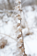 Flowers of a deciduous grass, bushes covered with ice crust after freezing rain, fragment, background. selected focus