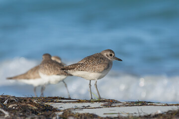 Grey plover or black-bellied plover - Pluvialis squatarola in winter plumage on beach with blue sea background. Photo from Varadero in Cuba.