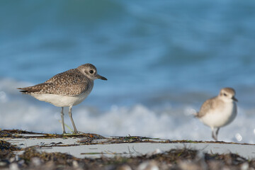 Grey plover or black-bellied plover - Pluvialis squatarola in winter plumage on beach with blue sea background. Photo from Varadero in Cuba.