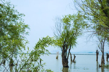 Hefei City, Anhui Province-Luxi Wetland-Wetland scenery against the blue sky