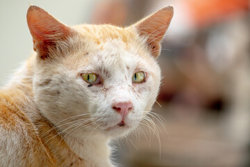 close up portrait of a cat