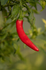 red hot chili peppers with leaf