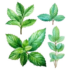 A set of green peppermint and mint in watercolor style, isolated on white background. Vector illustration.