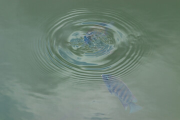pearl spot fish in the lake