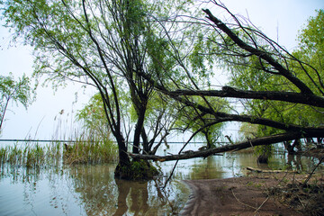 Hefei City, Anhui Province-Luxi Wetland-Wetland scenery against the blue sky