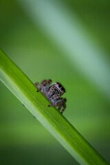 Fototapeta premium Skakun 1