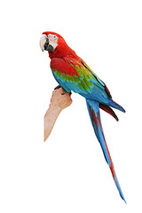 Obraz premium green wing macaw parrot isolated on white background with clipping path.