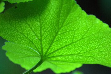 Flores de Venezuela.
