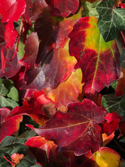 Amazing foliage with yellows, reds and greens