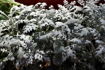 ornamental plant with silvery soft leaves - ashy cineraria (lat.cineraria)