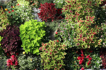 Fototapeta premium Chic flower bed of various ornamental plants - top view