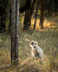 northern plains gray langur or Bengal sacred langur and Hanuman langur species of primate in Cercopithecidae family in winter season golden hour evening light and fur in rim lighting forest of india