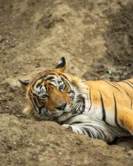 wild male bengal tiger or panthera tigris Fine art image portrait eye contact resting in dry hot summer season safari at ranthambore national park forest reserve sawai madhopur rajasthan india asia