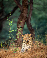 indian wild male leopard or panther or panthera pardus in natural scenic green background and beautiful winter light on his face in safari at jhalana leopard reserve forest jaipur rajasthan india