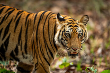 wild indian male bengal tiger or panthera tigris fine art closeup or portrait with eye contact in morning safari at bandhavgarh national park forest reserve madhya pradesh india asia