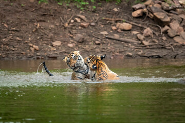 two wild male bengal tigers or brothers in action fighting for territory in pond water in monsoon season safari at ranthambore national park forest tiger reserve sawai madhopur rajasthan india asia