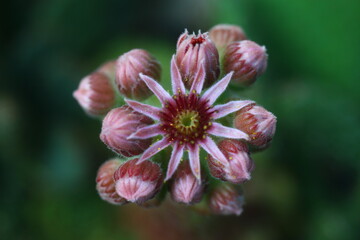 Rojnik Corona Sempervivum sukulent