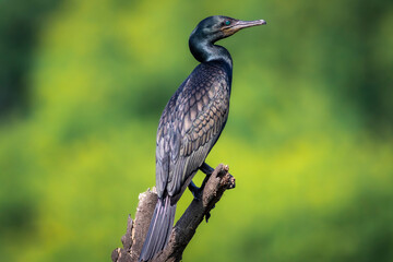 indian cormorant or Indian shag or Phalacrocorax fuscicollis portrait Non breeding bird with blue...