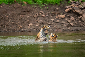 two wild male bengal tigers or brother in action fight for territory in pond water in winter season safari adventure at ranthambore national park forest tiger reserve sawai madhopur rajasthan india