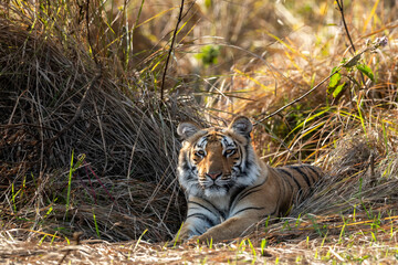 eye level shot of wild female bengal tiger or tigress or panthera tigris close up or portrait eye contact in cold winter season safari at jim corbett national park forest reserve uttarakhand india