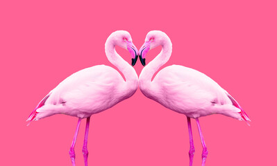 Pair of Pink Flamingos in a Captivating Pose