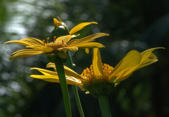 Flores de Venezuela.