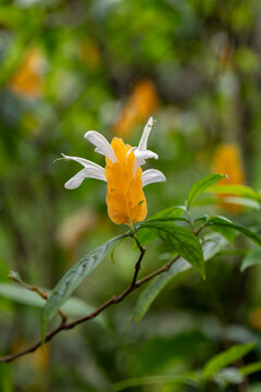 An isolated flower of the Lollipop Plant , Golden Shrimp scientific name Pachystachys Lutea in Kauai, Hawaii, United States.
