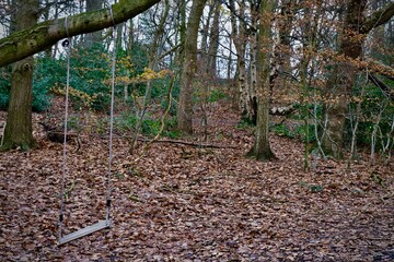 Swing in autumn woods