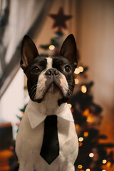 Boston Terrier during the Christmas holidays