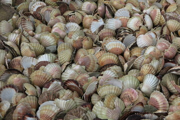 coquilles Saint Jacques, Bretagne