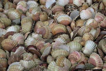coquilles Saint Jacques, Bretagne