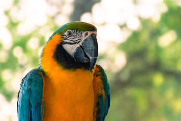 green winged macaw