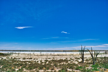 Salt lake with salt bushes and dead trees due to salinity in the Western Australian wheat belt,...