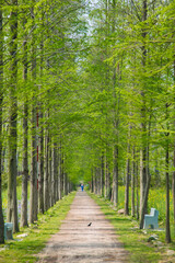 Hefei City, Anhui Province-Binhu Forest Wetland Park-Trees in the forest