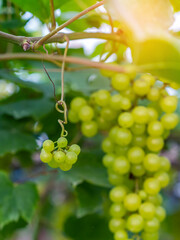 Close-up view of healthy young grapes hanging on the stems among their leaves in garden, Beautiful growing organic grape vine in garden. A bunch of green grapes. Unripe grape bunches. Selective focus.